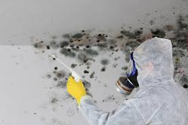 Why You Should Choose Our Mold Remediation Services in Hobart, WI